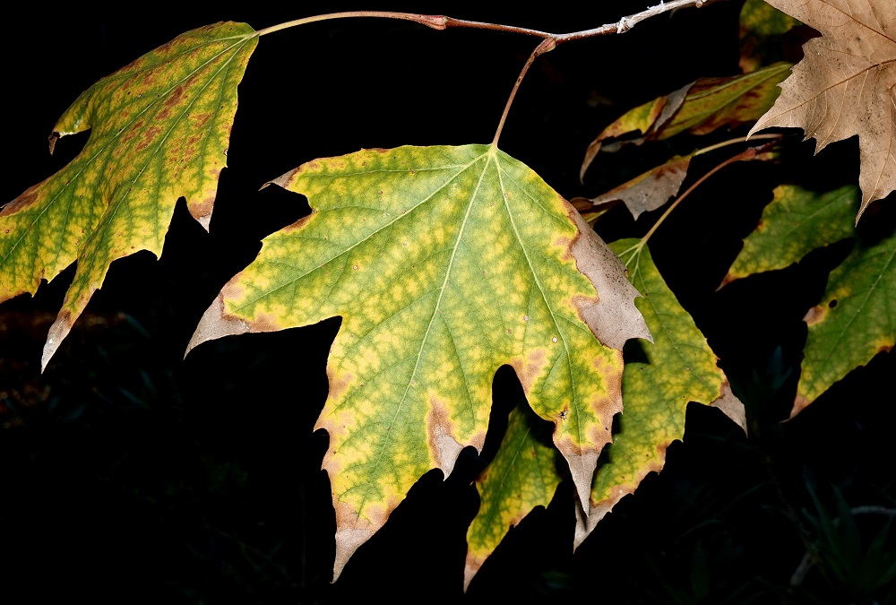 Sun Photo A00060 Changing Leaf